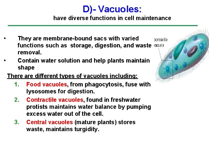 D)- Vacuoles: have diverse functions in cell maintenance in • They are membrane-bound sacs