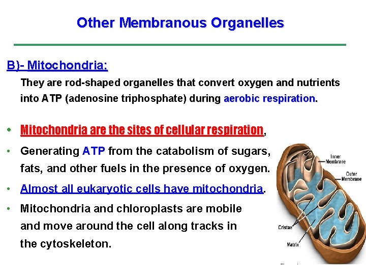 Other Membranous Organelles B)- Mitochondria: They are rod-shaped organelles that convert oxygen and nutrients
