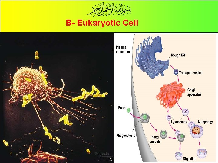 B- Eukaryotic Cell 