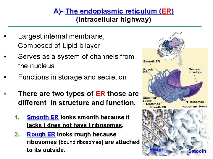 A)- The endoplasmic reticulum (ER) (intracellular highway) • Largest internal membrane, Composed of Lipid