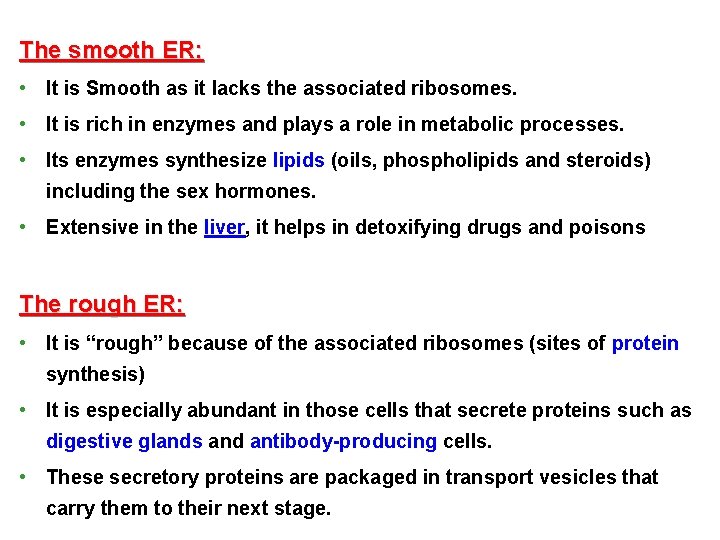 The smooth ER: • It is Smooth as it lacks the associated ribosomes. •