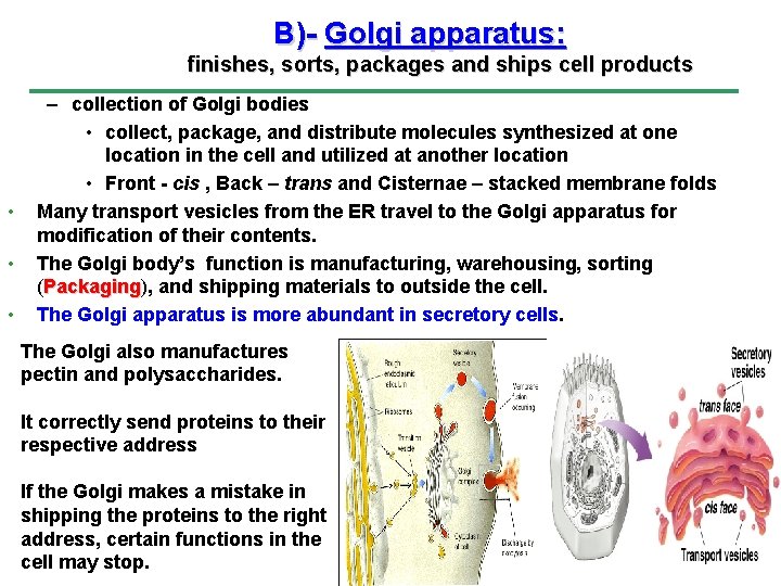 B)- Golgi apparatus: finishes, sorts, packages and ships cell products • • • –