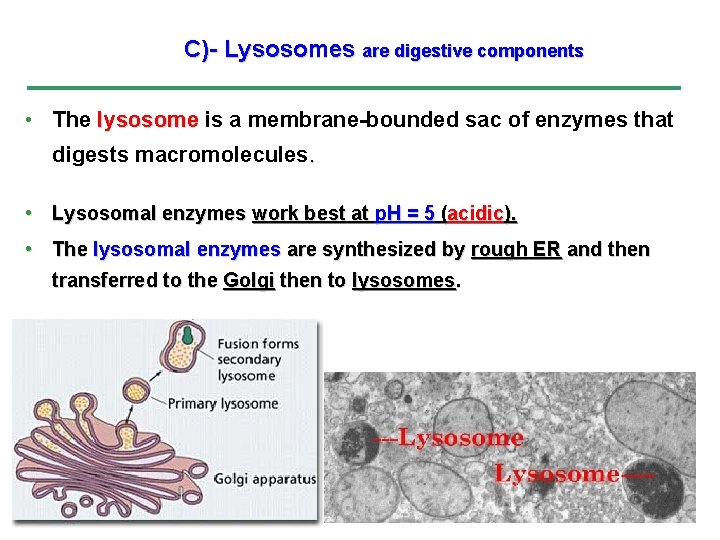 C)- Lysosomes are digestive components • The lysosome is a membrane-bounded sac of enzymes