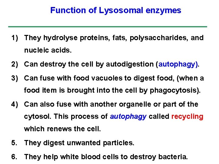 Function of Lysosomal enzymes 1) They hydrolyse proteins, fats, polysaccharides, and nucleic acids. 2)