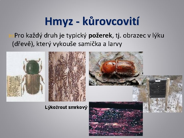Hmyz - kůrovcovití Pro každý druh je typický požerek, tj. obrazec v lýku (dřevě),