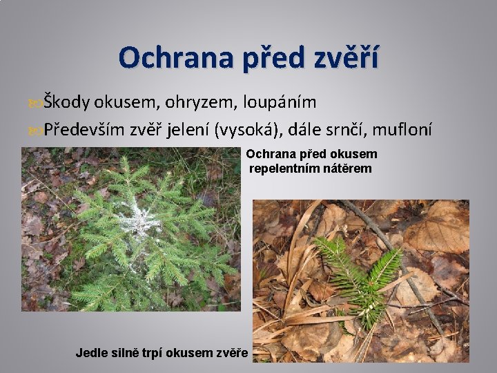 Ochrana před zvěří Škody okusem, ohryzem, loupáním Především zvěř jelení (vysoká), dále srnčí, mufloní