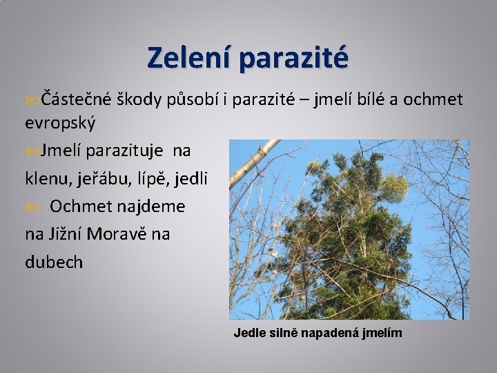 Zelení parazité Částečné škody působí i parazité – jmelí bílé a ochmet evropský Jmelí