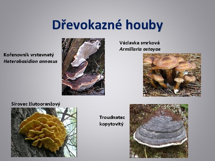 Dřevokazné houby Kořenovník vrstevnatý Heterobasidion annosus Václavka smrková Armillaria ostoyae Sírovec žlutooranžový Troudnatec kopytovitý