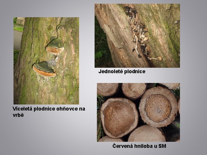 Jednoleté plodnice Víceletá plodnice ohňovce na vrbě Červená hniloba u SM 