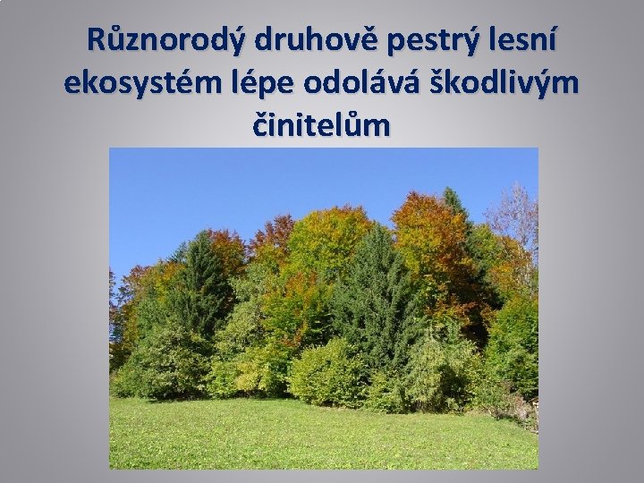 Různorodý druhově pestrý lesní ekosystém lépe odolává škodlivým činitelům 