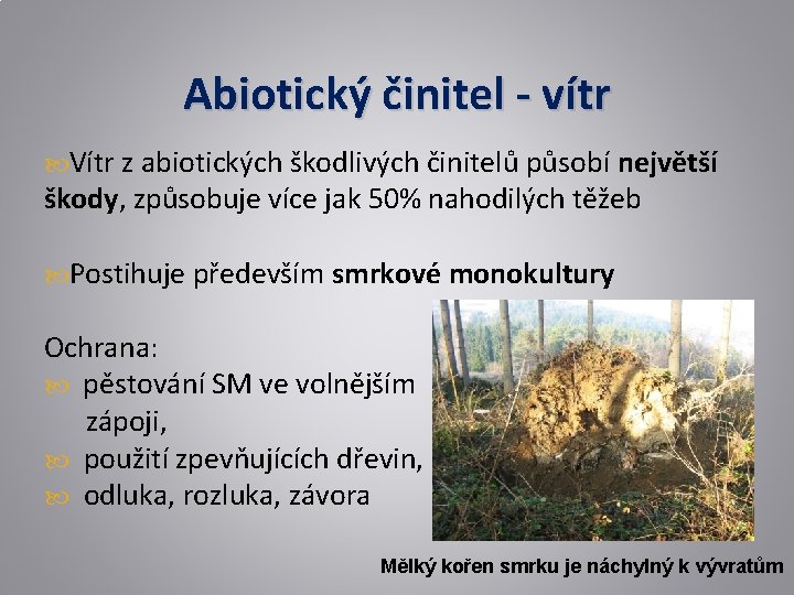 Abiotický činitel - vítr Vítr z abiotických škodlivých činitelů působí největší škody, způsobuje více