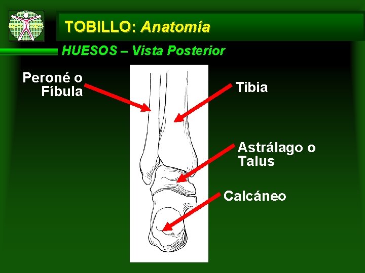 TOBILLO: Anatomía HUESOS – Vista Posterior Peroné o Fíbula Tibia Astrálago o Talus Calcáneo