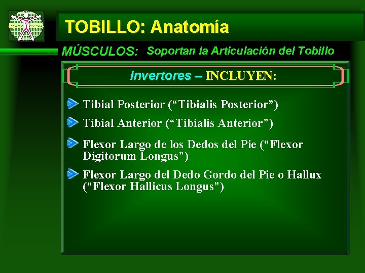 TOBILLO: Anatomía MÚSCULOS: Soportan la Articulación del Tobillo Invertores – INCLUYEN: Tibial Posterior (“Tibialis