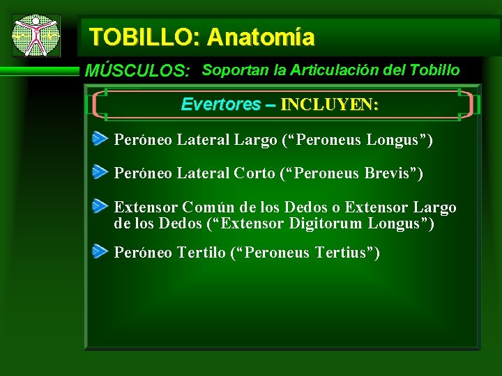 TOBILLO: Anatomía MÚSCULOS: Soportan la Articulación del Tobillo Evertores – INCLUYEN: Peróneo Lateral Largo