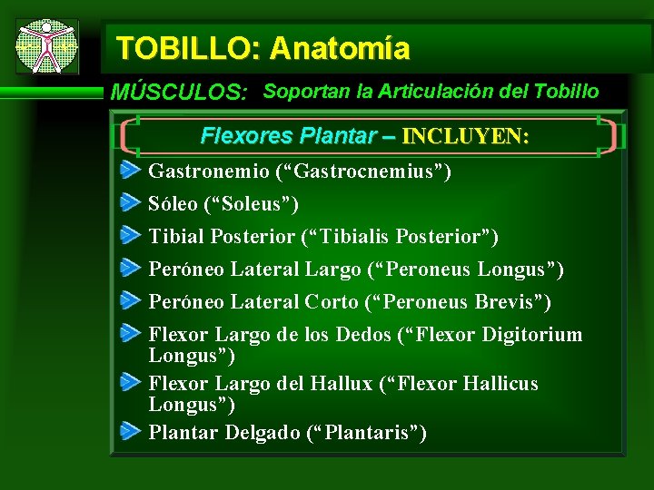 TOBILLO: Anatomía MÚSCULOS: Soportan la Articulación del Tobillo Flexores Plantar – INCLUYEN: Gastronemio (“Gastrocnemius”)