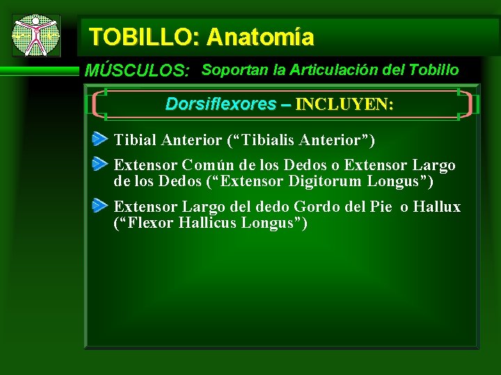 TOBILLO: Anatomía MÚSCULOS: Soportan la Articulación del Tobillo Dorsiflexores – INCLUYEN: Tibial Anterior (“Tibialis