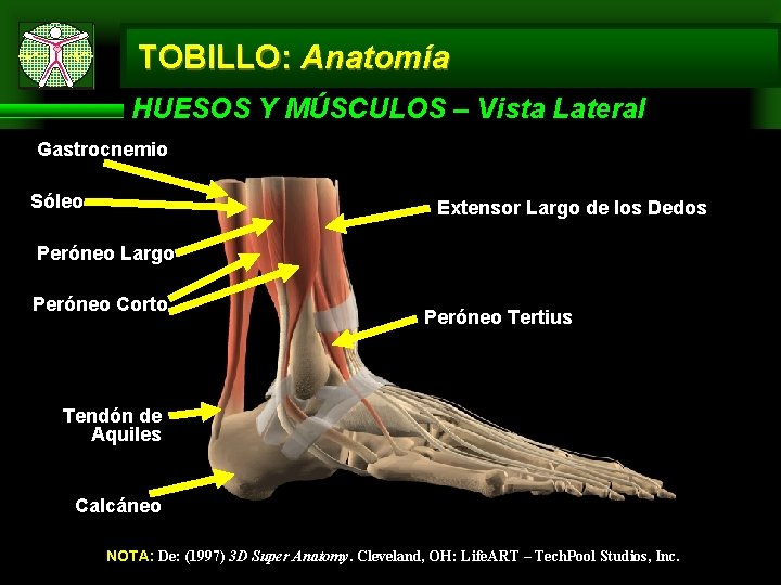 TOBILLO: Anatomía HUESOS Y MÚSCULOS – Vista Lateral Gastrocnemio Sóleo Extensor Largo de los