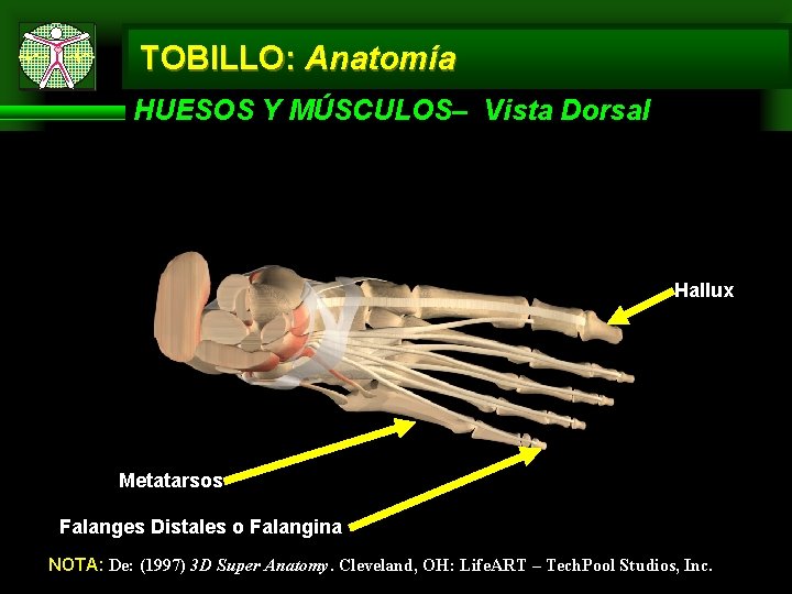 TOBILLO: Anatomía HUESOS Y MÚSCULOS– Vista Dorsal Hallux Metatarsos Falanges Distales o Falangina NOTA: