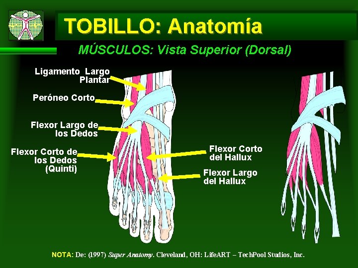 TOBILLO: Anatomía MÚSCULOS: Vista Superior (Dorsal) Ligamento Largo Plantar Peróneo Corto Flexor Largo de