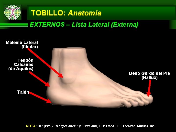 TOBILLO: Anatomía EXTERNOS – Lista Lateral (Externa) Maleolo Lateral (fibular) Tendón Calcáneo (de Aquiles)