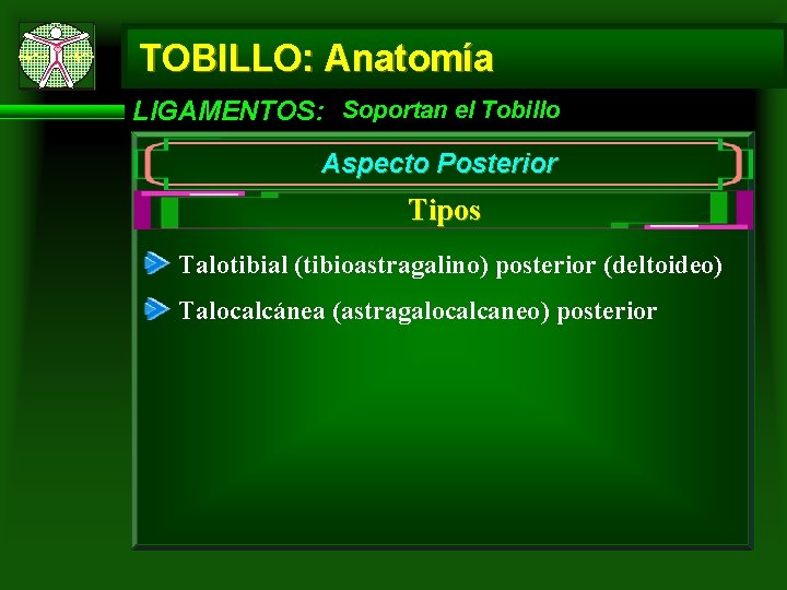 TOBILLO: Anatomía LIGAMENTOS: Soportan el Tobillo Aspecto Posterior Tipos Talotibial (tibioastragalino) posterior (deltoideo) Talocalcánea