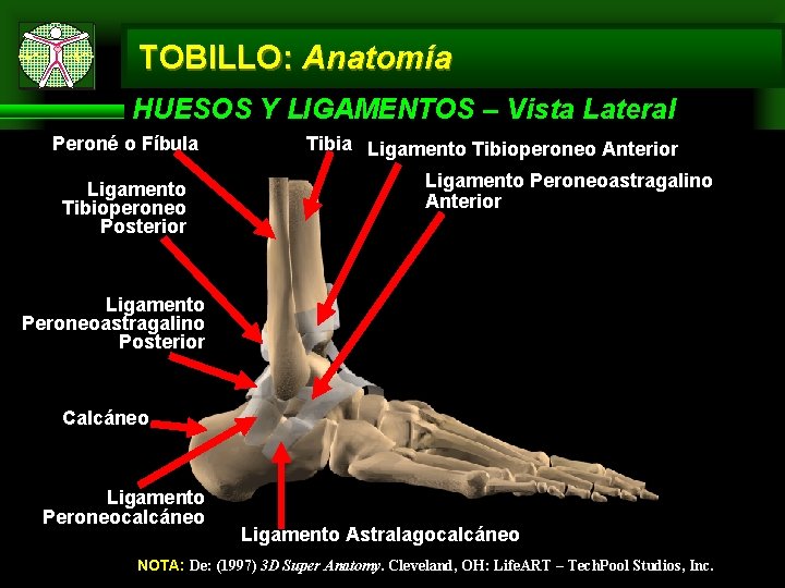 TOBILLO: Anatomía HUESOS Y LIGAMENTOS – Vista Lateral Peroné o Fíbula Ligamento Tibioperoneo Posterior