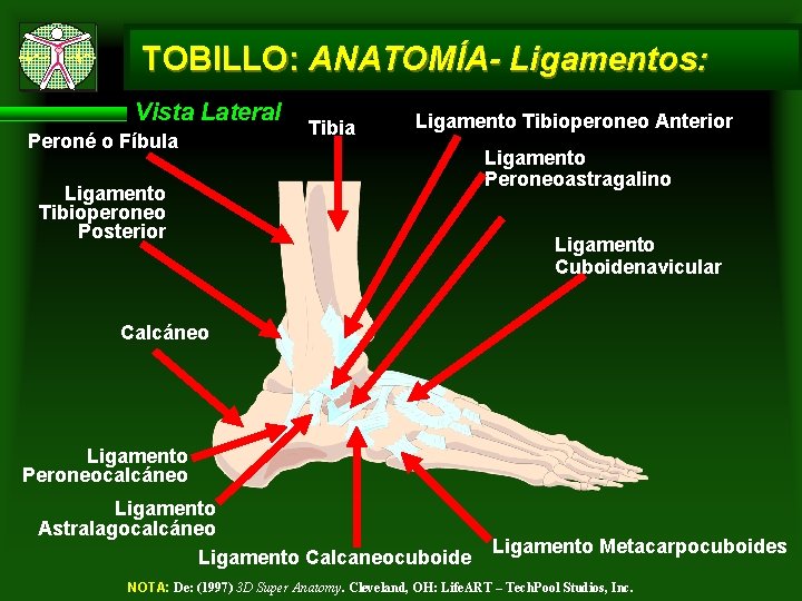 TOBILLO: ANATOMÍA- Ligamentos: Vista Lateral Peroné o Fíbula Tibia Ligamento Tibioperoneo Anterior Ligamento Tibioperoneo