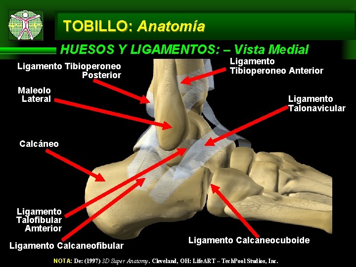 TOBILLO: Anatomía HUESOS Y LIGAMENTOS: – Vista Medial Ligamento Tibioperoneo Posterior Ligamento Tibioperoneo Anterior