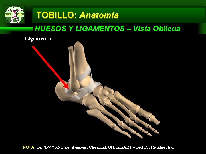 TOBILLO: Anatomía HUESOS Y LIGAMENTOS – Vista Oblicua Ligamento NOTA: De: (1997) 3 D