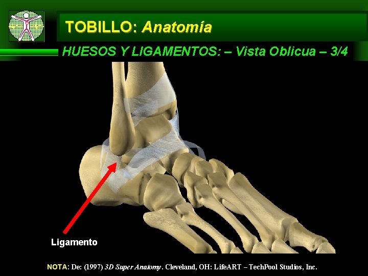 TOBILLO: Anatomía HUESOS Y LIGAMENTOS: – Vista Oblicua – 3/4 Ligamento NOTA: De: (1997)