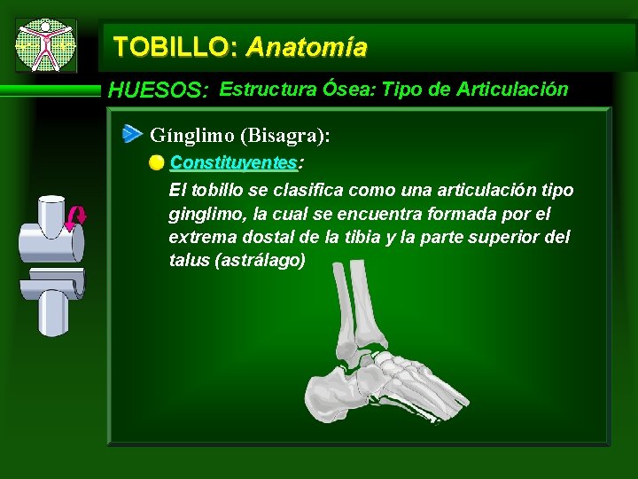 TOBILLO: Anatomía HUESOS: Estructura Ósea: Tipo de Articulación Gínglimo (Bisagra): Constituyentes El tobillo se