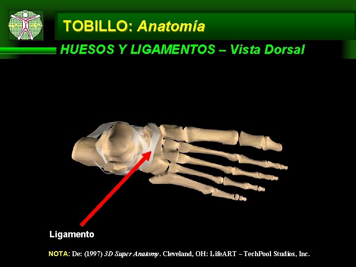 TOBILLO: Anatomía HUESOS Y LIGAMENTOS – Vista Dorsal Ligamento NOTA: De: (1997) 3 D