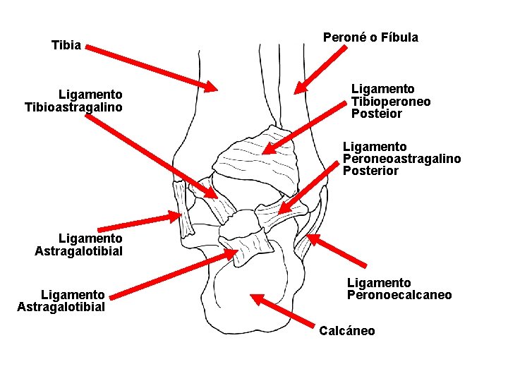 Tibia Ligamento Tibioastragalino Peroné o Fíbula Ligamento Tibioperoneo Posteior Ligamento Peroneoastragalino Posterior Ligamento Astragalotibial