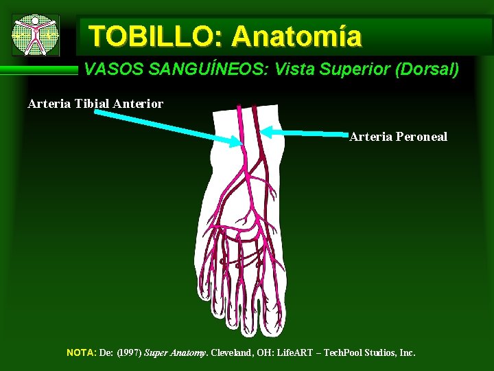 TOBILLO: Anatomía VASOS SANGUÍNEOS: Vista Superior (Dorsal) Arteria Tibial Anterior Arteria Peroneal NOTA: De: