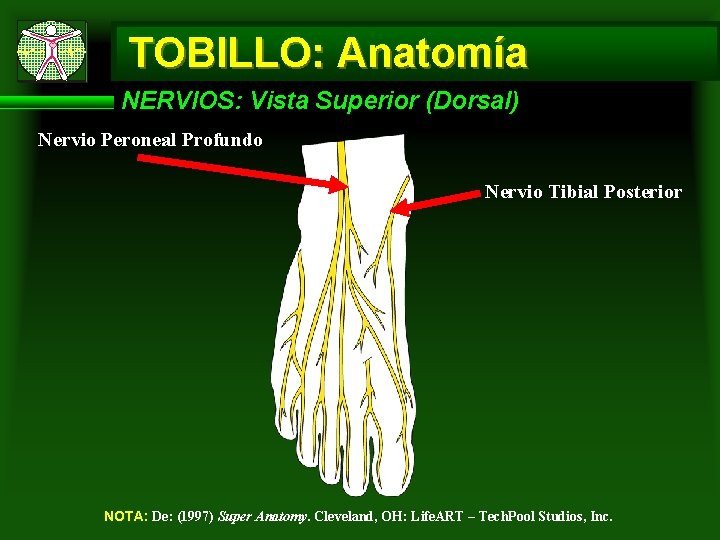 TOBILLO: Anatomía NERVIOS: Vista Superior (Dorsal) Nervio Peroneal Profundo Nervio Tibial Posterior NOTA: De: