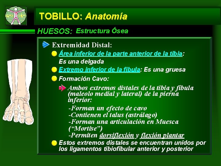 TOBILLO: Anatomía HUESOS: Estructura Ósea Extremidad Distal: Área inferior de la parte anterior de