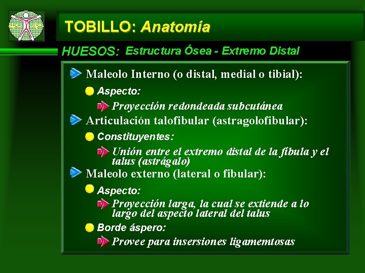 TOBILLO: Anatomía HUESOS: Estructura Ósea - Extremo Distal Maleolo Interno (o distal, medial o