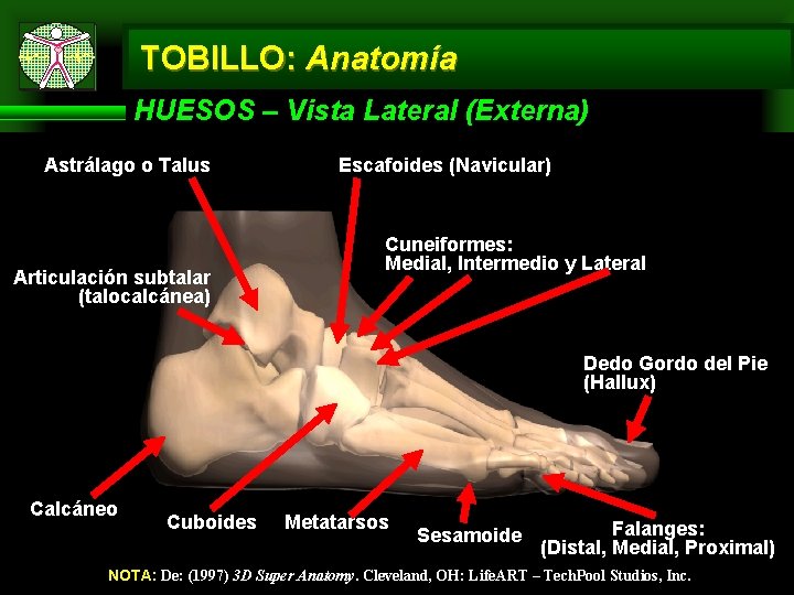 TOBILLO: Anatomía HUESOS – Vista Lateral (Externa) Astrálago o Talus Articulación subtalar (talocalcánea) Escafoides