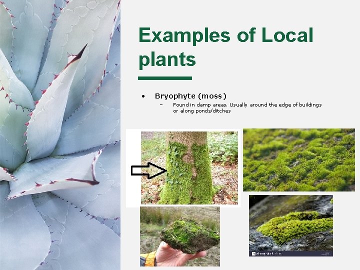 Examples of Local plants • Bryophyte (moss) – Found in damp areas. Usually around