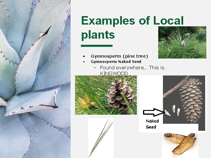 Examples of Local plants • Gymnosperm (pine tree) • Gymnosperm Naked Seed – Found