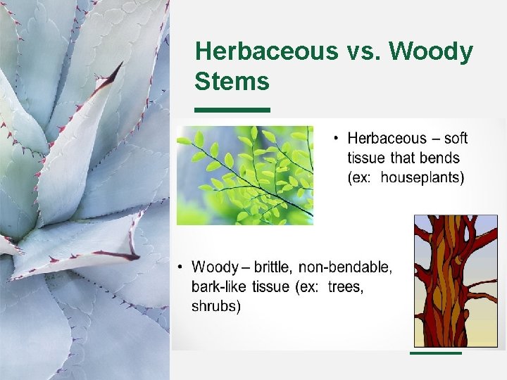 Herbaceous vs. Woody Stems 