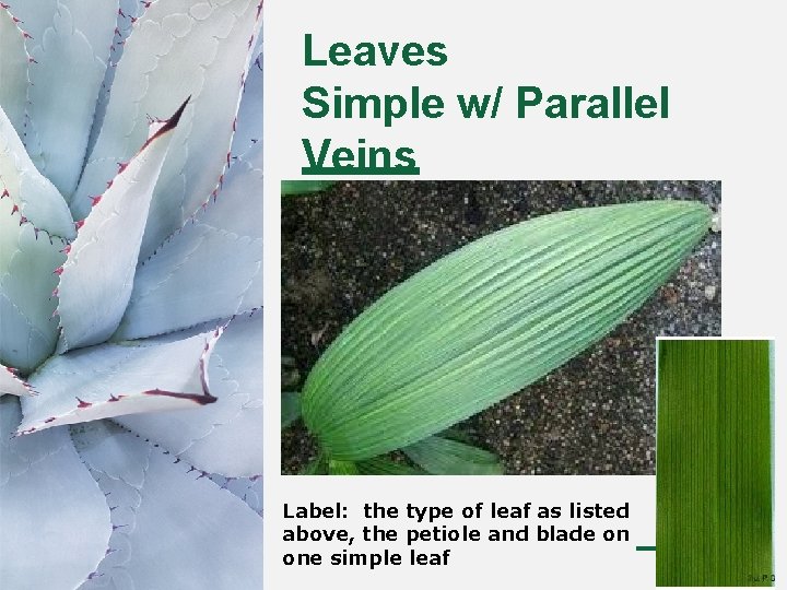 Leaves Simple w/ Parallel Veins Label: the type of leaf as listed above, the