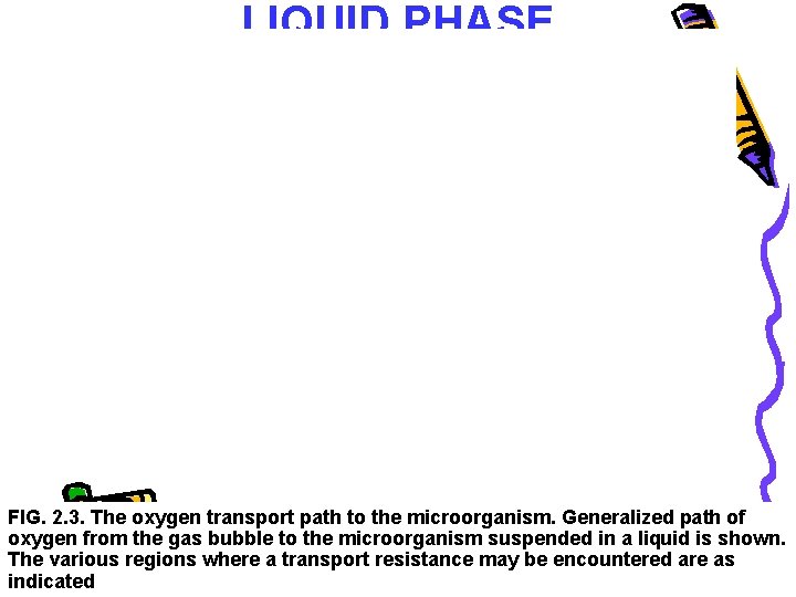 LIQUID PHASE FIG. 2. 3. The oxygen transport path to the microorganism. Generalized path