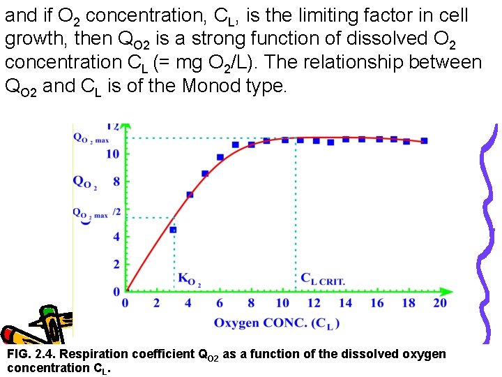 and if O 2 concentration, CL, is the limiting factor in cell growth, then