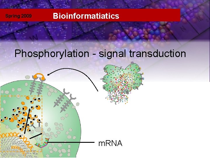 Spring 2009 Bioinformatiatics phosphorylation Phosphorylation - signal transduction m. RNA 