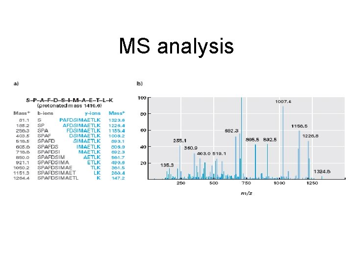 MS analysis 