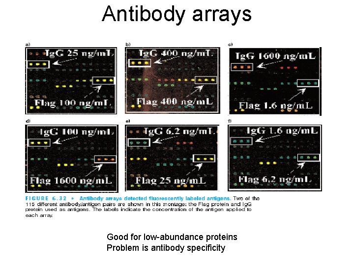 Antibody arrays Good for low-abundance proteins Problem is antibody specificity 