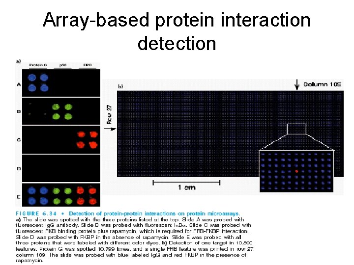 Array-based protein interaction detection 