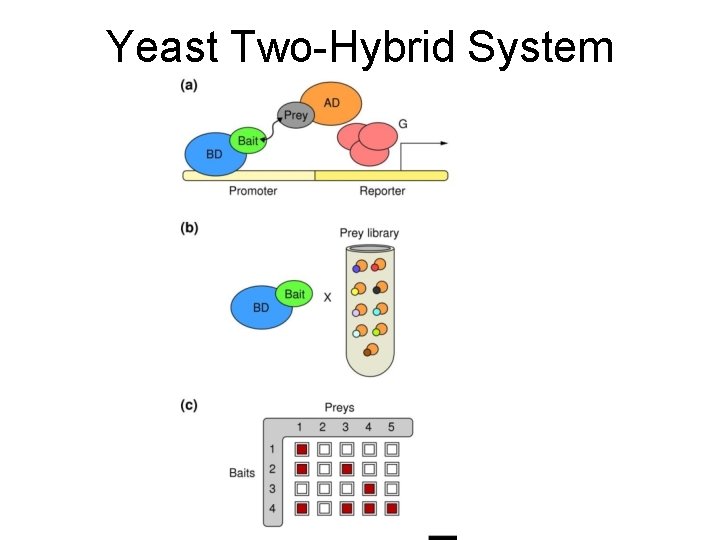 Yeast Two-Hybrid System 