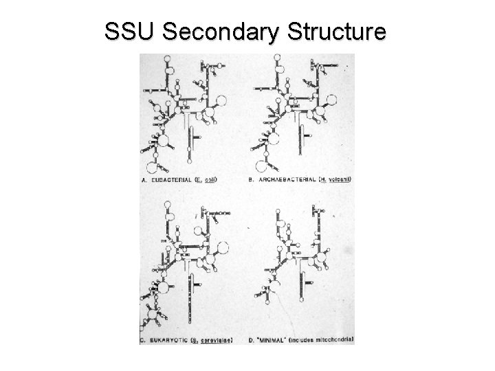 SSU Secondary Structure 